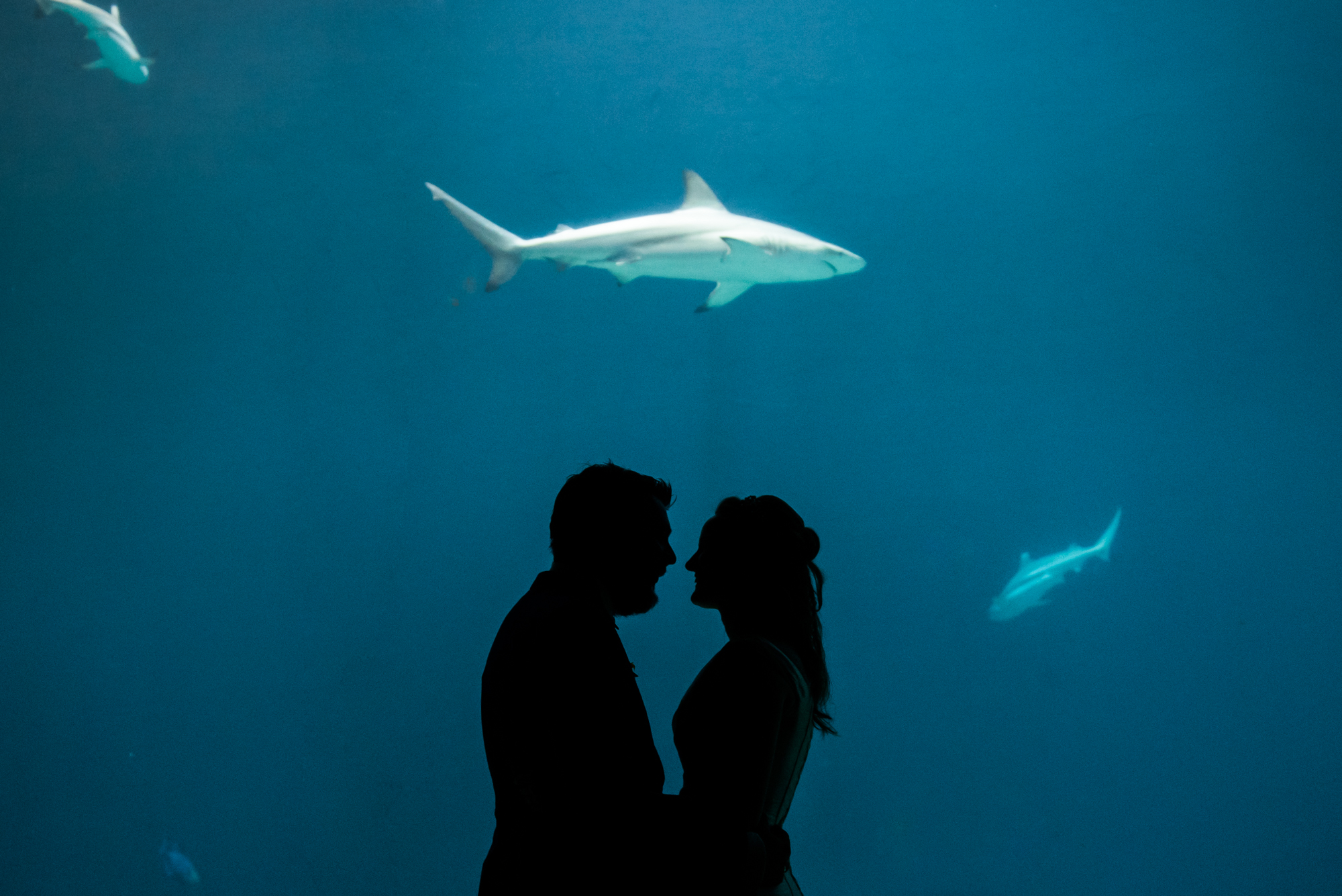 Bruidsfotografie Burgers Zoo | Matthijs & Tamika